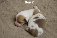 Boy 2, a male Pembroke Welsh Corgi for sale in Leonard, TX – Photo 2 of 3