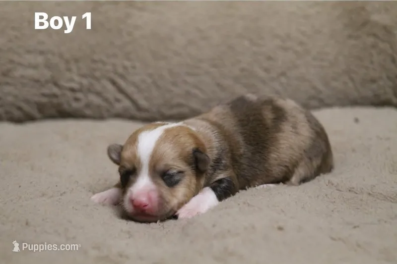 Boy 1 – Pembroke Welsh Corgi puppy for sale in Leonard, TX