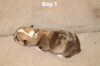 Boy 1, a male Pembroke Welsh Corgi for sale in Leonard, TX – Photo 2 of 4