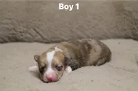 Boy 1, a male Pembroke Welsh Corgi for sale in Leonard, TX – Photo 3 of 4