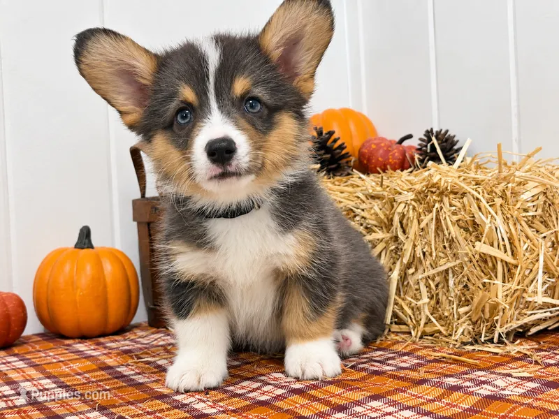 Pig pen – Pembroke Welsh Corgi puppy for sale in Leonard, TX