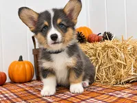 Pig pen, a male Pembroke Welsh Corgi for sale in Leonard, TX – 1 of 1