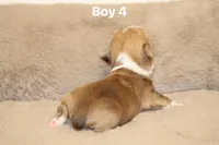 Boy 4, a male Pembroke Welsh Corgi for sale in Leonard, TX – Photo 2 of 4