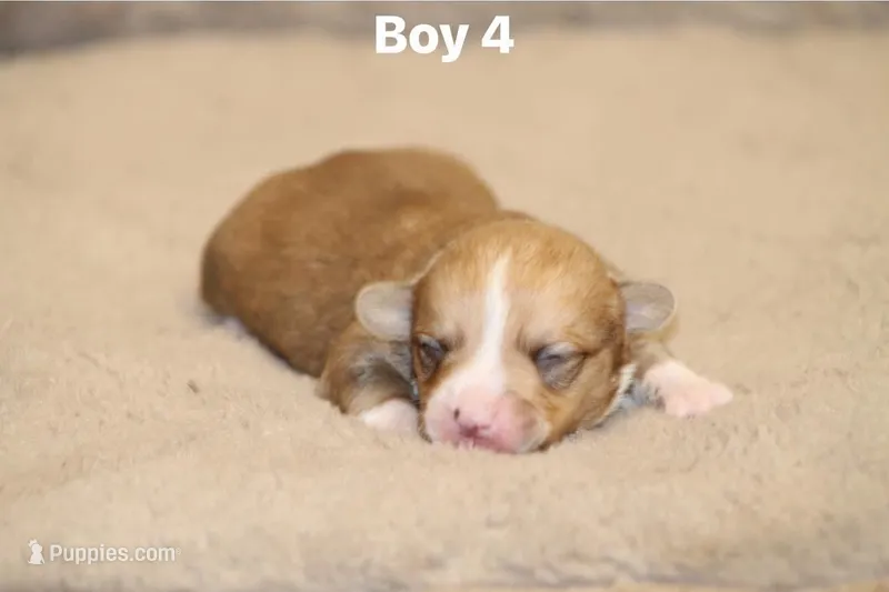 Boy 4 – Pembroke Welsh Corgi puppy for sale in Leonard, TX