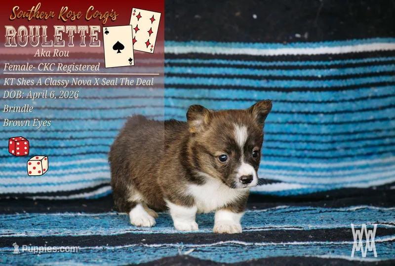 Girl 2 – Pembroke Welsh Corgi puppy for sale in Leonard, TX