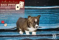 Girl 2, a male Pembroke Welsh Corgi for sale in Leonard, TX – 1 of 3