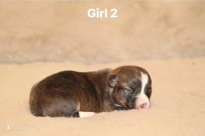 Girl 2 – Pembroke Welsh Corgi puppy for sale in Leonard, TX