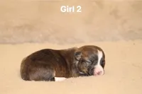Girl 2, a male Pembroke Welsh Corgi for sale in Leonard, TX – Photo 1 of 4