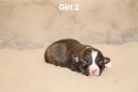 Girl 2, a male Pembroke Welsh Corgi for sale in Leonard, TX – Photo 2 of 4