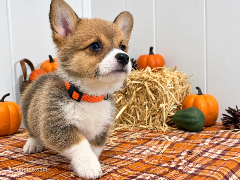 Linus – Pembroke Welsh Corgi puppy for sale in Leonard, TX
