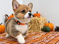 Linus, a male Pembroke Welsh Corgi for sale in Leonard, TX – 1 of 1