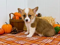 Pebbles, a female Pembroke Welsh Corgi for sale in Leonard, TX – 1 of 1