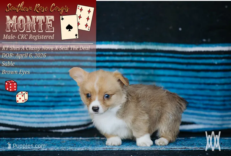 Boy 4 – Pembroke Welsh Corgi puppy for sale in Leonard, TX