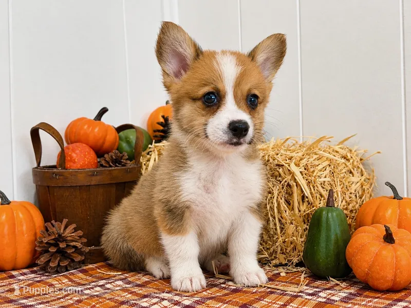Brooks – Pembroke Welsh Corgi puppy for sale in Leonard, TX