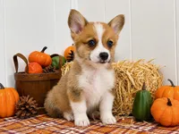 Brooks, a male Pembroke Welsh Corgi for sale in Leonard, TX – 1 of 1