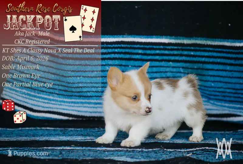 Boy 2 – Pembroke Welsh Corgi puppy for sale in Leonard, TX