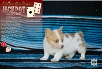 Boy 2, a male Pembroke Welsh Corgi for sale in Leonard, TX – 1 of 4