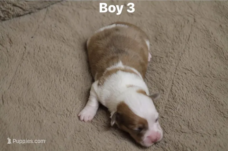 Boy 3 – Pembroke Welsh Corgi puppy for sale in Leonard, TX