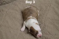 Boy 3, a male Pembroke Welsh Corgi for sale in Leonard, TX – Photo 1 of 3