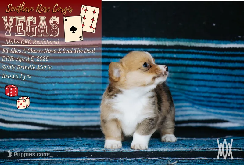 Boy 1 – Pembroke Welsh Corgi puppy for sale in Leonard, TX