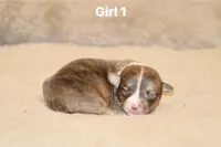 Girl 1 , a male Pembroke Welsh Corgi for sale in Leonard, TX – Photo 3 of 4