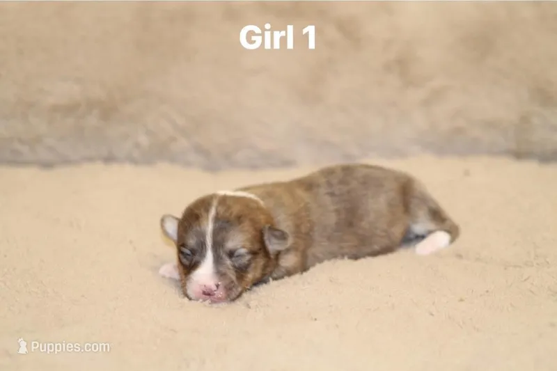 Girl 1  – Pembroke Welsh Corgi puppy for sale in Leonard, TX