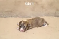 Girl 1 , a male Pembroke Welsh Corgi for sale in Leonard, TX – Photo 1 of 4