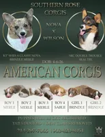 Girl 1 , a male Pembroke Welsh Corgi for sale in Leonard, TX – Photo 4 of 4