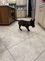 Savannah , a female Belgian Malinois for sale in New Haven, CT – Photo 3 of 6