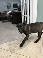 Savannah , a female Belgian Malinois for sale in New Haven, CT – Photo 6 of 6