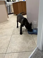 Savannah , a female Belgian Malinois for sale in New Haven, CT – Photo 5 of 6