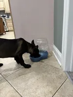 Savannah , a female Belgian Malinois for sale in New Haven, CT – Photo 2 of 6