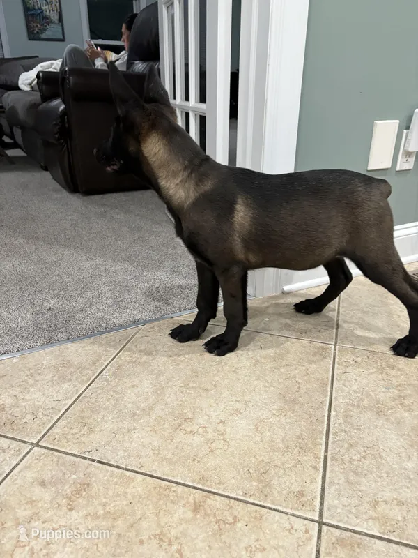 Savannah , a female Belgian Malinois for sale in New Haven, CT – Photo 1 of 6