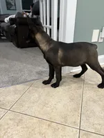 Savannah , a female Belgian Malinois for sale in New Haven, CT – Photo 1 of 6