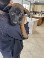 Austin, a male Belgian Malinois for sale in New Haven, CT – Photo 4 of 4