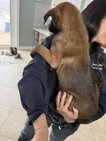 Austin, a male Belgian Malinois for sale in New Haven, CT – Photo 3 of 4