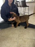 Austin, a male Belgian Malinois for sale in New Haven, CT – Photo 1 of 4