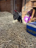 Madison, a female Belgian Malinois for sale in New Haven, CT – Photo 3 of 4