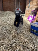 Madison, a female Belgian Malinois for sale in New Haven, CT – Photo 4 of 4