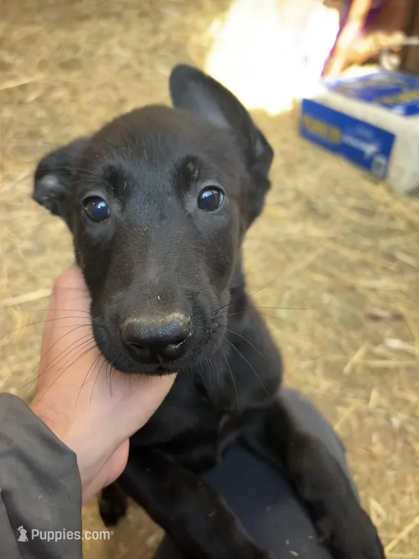 Madison – Belgian Malinois puppy for sale in New Haven, CT