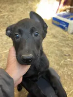 Madison, a female Belgian Malinois for sale in New Haven, CT – Photo 1 of 4