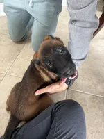 Austin, a male Belgian Malinois for sale in New Haven, CT – Photo 2 of 4