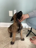 Duke, a male Belgian Malinois for sale in New Haven, CT – Photo 1 of 3