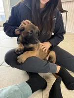 Duke, a male Belgian Malinois for sale in New Haven, CT – Photo 3 of 3