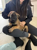 Duke, a male Belgian Malinois for sale in New Haven, CT – Photo 2 of 3