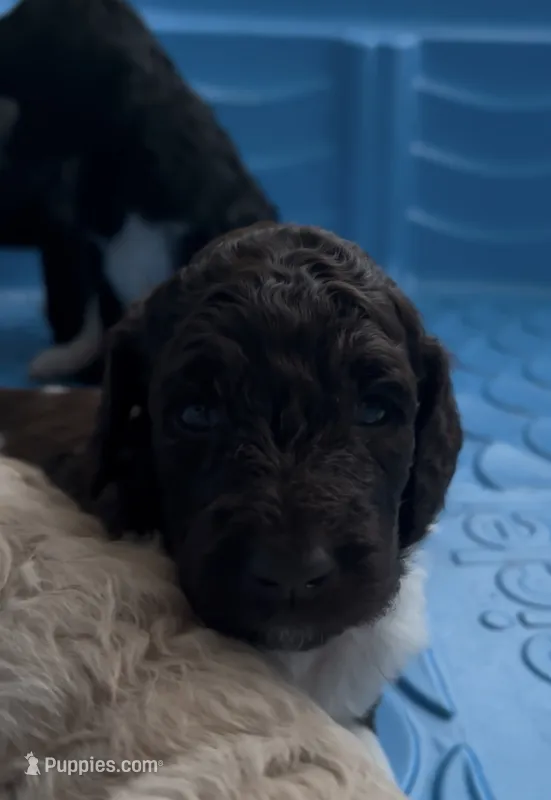 Mufasa – Goldendoodle puppy for sale in Anniston, AL