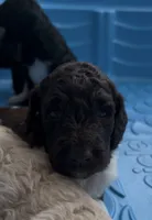 Mufasa, a male Goldendoodle for sale in Anniston, AL – 1 of 1