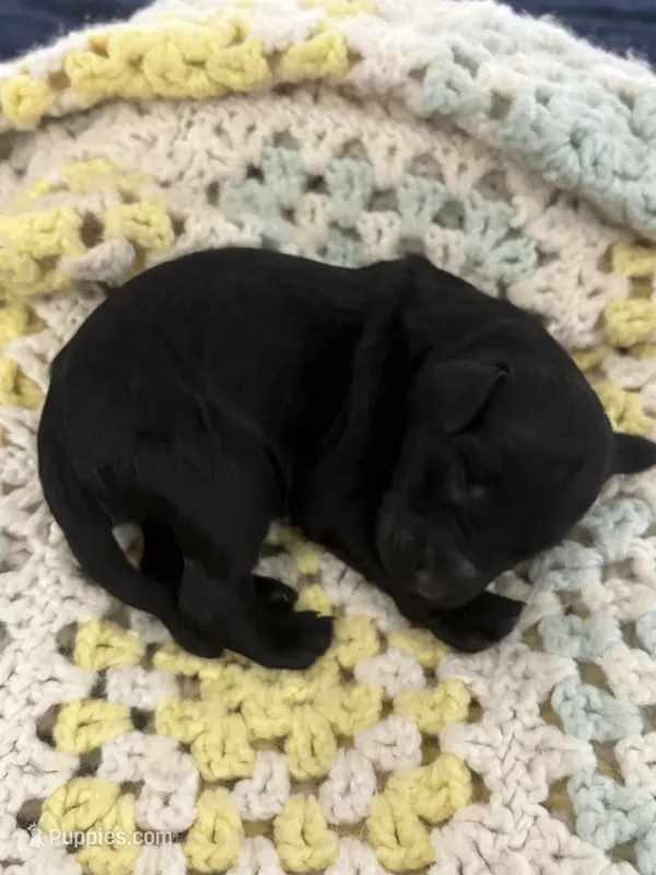 Kion – Goldendoodle puppy for sale in Anniston, AL