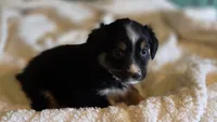 Miniature Australian Shepherd , a female Miniature American Shepherd for sale in Scottsville, VA – 4 of 7