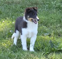 Sheltie Female , a female Shetland Sheepdog for sale in Scottsville, VA – 4 of 5